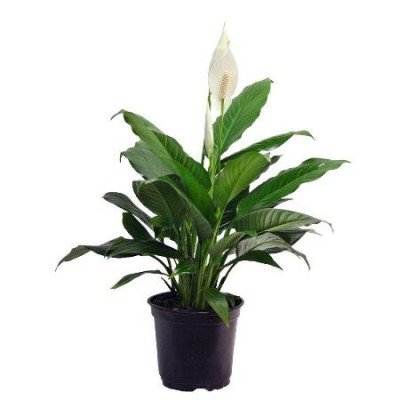 Peace Lily, Spathiphyllum Variegated Air Purify Plant